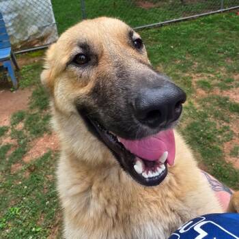 Pam -  Mixed Breed Dog for Adoption in Auburn, Alabama - Pam | PetCurious