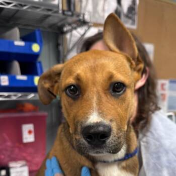 Jelly -  Shepherd and Mixed Breed Dog for Adoption in Greenville, South Carolina - Jelly | PetCurious