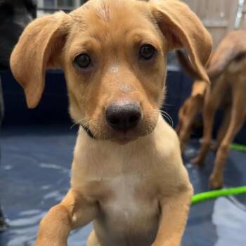 Mixed Breed Dogs Available for Adoption in Madison, Wisconsin - Tallulah | PetCurious