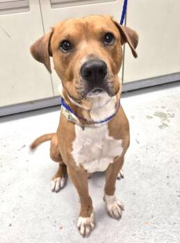 SIR DUNKIN -  Staffordshire Bull Terrier and Mixed Breed Dog for Adoption in Houston, Texas - SIR DUNKIN | PetCurious