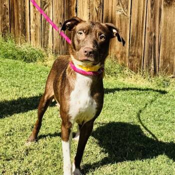 Mixed Breed and None Dogs Available for Adoption in San Diego, California - Faith | PetCurious