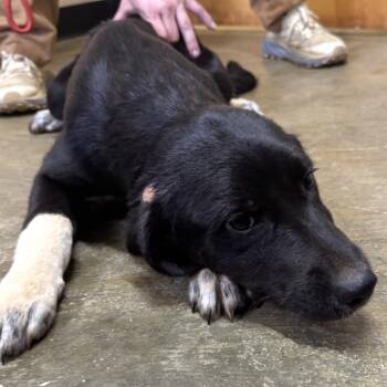 Levi -  Mixed Breed Dog for Adoption in Corinth, Mississippi - Levi | PetCurious