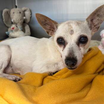 Chihuahua Dogs Available for Adoption - Moonie | PetCurious
