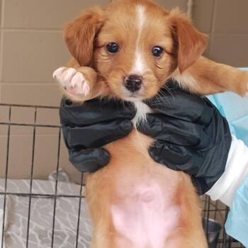 Ace 3363 -  Mixed Breed Dog for Adoption in Loxahatchee Groves, Florida - Ace 3363 | PetCurious
