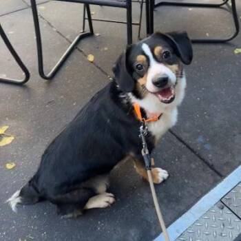 Rescue Australian Shepherd and Corgi Dogs for Adoption - Murphy | PetCurious
