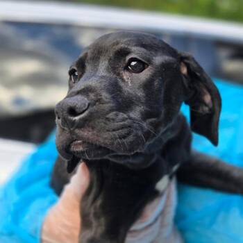 Darla -  Mixed Breed Dog for Adoption in Springboro, Ohio - Darla | PetCurious