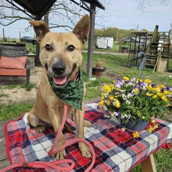 Shepherd Dogs Available for Adoption in Shelby, North Carolina - Indy | PetCurious