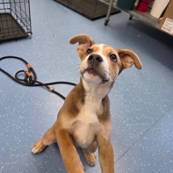 Agape -  Australian Shepherd and Cane Corso Dog for Adoption in Watertown, New York - Agape | PetCurious