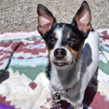 Lola -  Mixed Breed Dog for Adoption in Fairport, New York - Lola | PetCurious