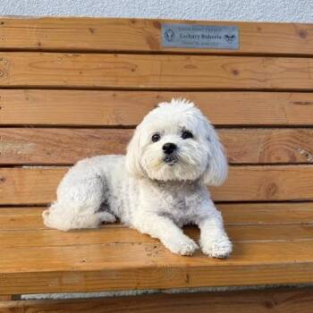 Maltese and Poodle Dogs Available for Adoption - Bailey | PetCurious