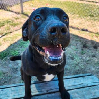 Rescue Labrador Retriever Dogs for Adoption in Paramus, New Jersey - Lady | PetCurious