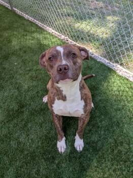 Rescue Mixed Breed Dogs for Adoption in Louisburg, North Carolina - Pluto | PetCurious