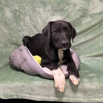 Beanie -  Doberman Pinscher Dog for Adoption in Logan, Utah - Beanie | PetCurious