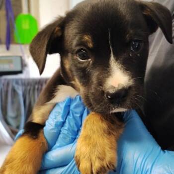 Sebastian -  Mixed Breed Dog for Adoption in Walker, Michigan - Sebastian | PetCurious