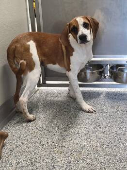 Pixel -  Terrier Dog for Adoption in Athens, Tennessee - Pixel | PetCurious