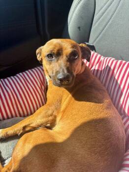 Jack Russell Terrier Dogs Available for Adoption in Charlotte, North Carolina - JayDee | PetCurious