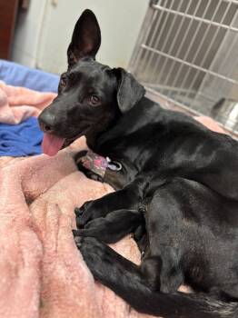 Rescue German Shepherd Dog and Mixed Breed Dogs for Adoption in Carthage, Missouri - Caddie | PetCurious