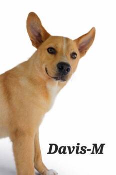 Cattle Dog and Mixed Breed Dogs Available for Adoption - Davis | PetCurious