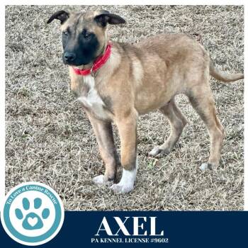 Belgian Shepherd Malinois Dogs Available for Adoption - Axel ("A" Belgians) 022826 | PetCurious