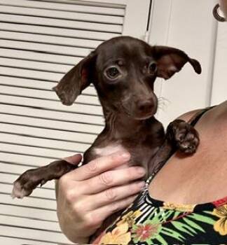 Winnie -  Chiweenie Dog for Adoption in Tifton, Georgia - Winnie | PetCurious