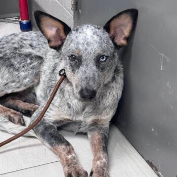 Kirby -  Australian Cattle Dog Blue Heeler Dog for Adoption in Lufkin, Texas - Kirby | PetCurious