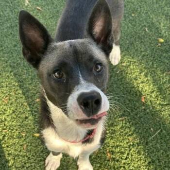Magenta -  Australian Cattle Dog Blue Heeler and Husky Dog for Adoption in Indianapolis, Indiana - Magenta | PetCurious