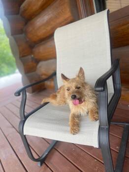 Stella - Besties with Andrew -  Australian Cattle Dog Blue Heeler and Jack Russell Terrier Dog for Adoption in Northville, Michigan - Stella - Besties With Andrew | PetCurious