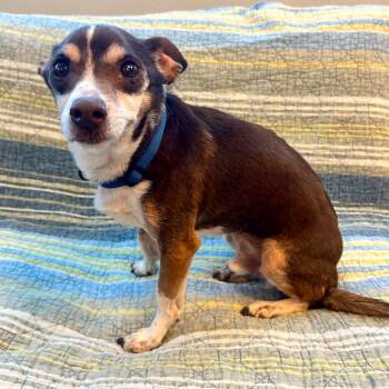 Chihuahua Dogs Available for Adoption - Ruso | PetCurious