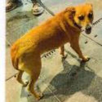 Mixed Breed Dogs Available for Adoption in Jupiter, Florida - Maisy | PetCurious
