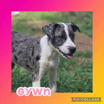 Gywn -  Catahoula Leopard Dog and Pit Bull Terrier Dog for Adoption in Ringwood, New Jersey - Gywn | PetCurious