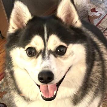 Luka -  Husky and Pomeranian Dog for Adoption in Lynchburg, Virginia - Luka | PetCurious