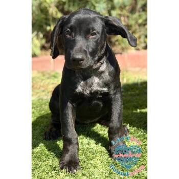 Tac COH -  Labrador Retriever Dog for Adoption in Inglewood, California - Tac COH | PetCurious