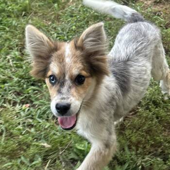 Glitter Boots -  Australian Shepherd and Great Pyrenees Dog for Adoption in Fredericksburg, Virginia - Glitter Boots | PetCurious