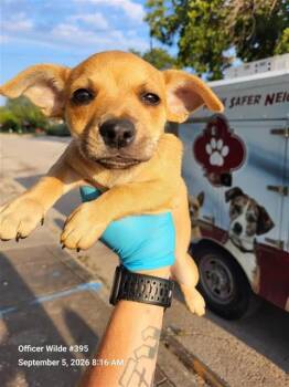 BOO -  Chihuahua Dog for Adoption in San Antonio, Texas - BOO | PetCurious