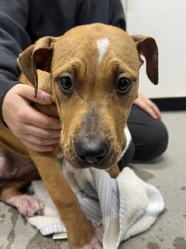 Rescue Mixed Breed Dogs for Adoption in West Chester, Pennsylvania - Jovie | PetCurious