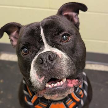 Rylo -  American Bulldog Dog for Adoption in Cedar Rapids, Iowa - Rylo | PetCurious