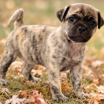 Patsy -  Chug and Poodle Dog for Adoption in Rockwall, Texas - Patsy | PetCurious