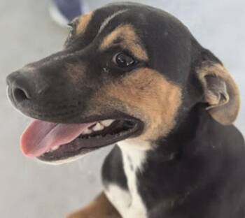 Rescue Hound and German Shepherd Dog Dogs for Adoption in Pottstown, Pennsylvania - Nick | PetCurious