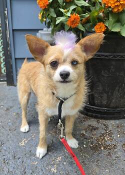 Shrimp -  Chihuahua Dog for Adoption in Wayne, New Jersey - Shrimp | PetCurious