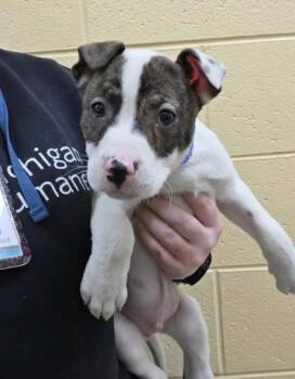 Pit Bull Terrier and Mixed Breed Dogs Available for Adoption - Sycamore | PetCurious