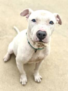 American Staffordshire Terrier Dogs Available for Adoption - Blaze | PetCurious