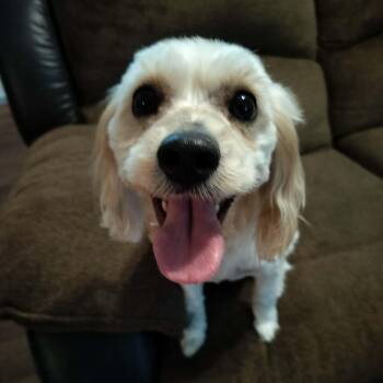 NOVA -  Cavachon Dog for Adoption in Harlem, Georgia - NOVA | PetCurious