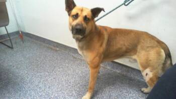 German Shepherd Dog and Mixed Breed Dogs Available for Adoption in Charlotte, North Carolina - A1263794 | PetCurious