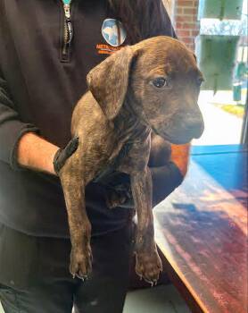 Mixed Breed Dogs Available for Adoption - Speedway | PetCurious