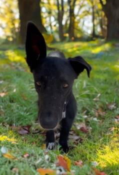 Chiquis -  Black Labrador Retriever Dog for Adoption in Woodstock, Ontario - Chiquis | PetCurious