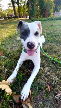 Rescue Pit Bull Terrier Dogs for Adoption in Madison Heights, Michigan - Pearl | PetCurious