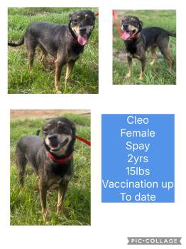 Rescue Chihuahua Dogs for Adoption in Virginia Beach, Virginia - Cleo | PetCurious