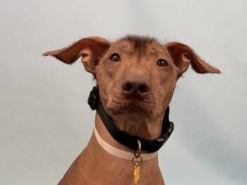 Benito -  Xoloitzcuintli Mexican Hairless and Mixed Breed Dog for Adoption in Golden Valley, Minnesota - Benito | PetCurious