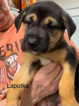 LaPutka -  Terrier Dog for Adoption in St. George, Utah - LaPutka | PetCurious
