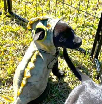 Rescue Labrador Retriever and Mixed Breed Dogs for Adoption in Barnesville, Georgia - 25-142 Ollie | PetCurious